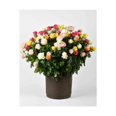 Soft Floral
